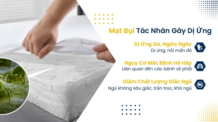 Tác hại của mạt bụi gây dị ứng da và bệnh hô hấp nếu không vệ sinh nệm định kỳ